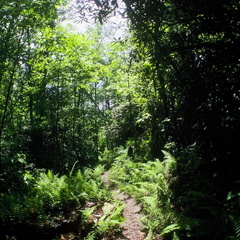 Big South Fork country